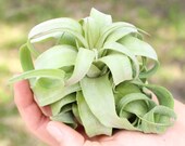 3 Pack of Large Pure Streptophylla Air Plants - Fast FREE Shipping - 30 Day Guarantee - Air Plants for Sale