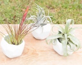 Set of 3, 6, or 9 - White Geometric Ceramic Containers with Assorted Air Plants - FREE Shipping - 30 Day Guarantee - Air Plant Holders