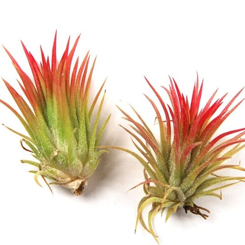 5 Pack Air Plant Victoriana Air Plants Set of 5 Fast Etsy