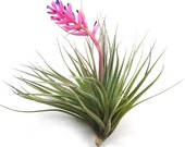 Air Plant - LARGE Sticta Softleaf - Fast FREE Shipping - 30 Day Guarantee - Air Plants for Sale