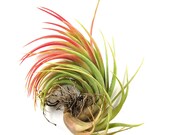 5 Pack - Air Plant - Victoriana Air Plants - Set of 5 - Fast FREE Shipping - 30 Day Guarantee - Air Plants for Sale
