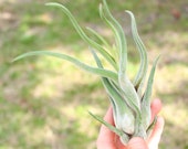 5 Pack - Large Air Plants - Caput Medusae Air Plants - 4 to 6 Inch Plants - Fast FREE Shipping - 30 Day Guarantee - Air Plants for Sale