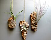 Vertical Garden with 3 Exotic Air Plants on 3 Pieces of Cork Bark - Fast FREE Shipping - 30 Day Guarantee - Live Air Plant Wall Hanging