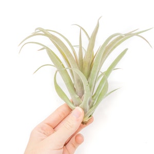 Air Plant - Capitata Red -  Fast FREE Shipping - 30 Day Guarantee - Air Plants for Sale