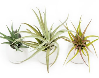 Air Plants Wholesale with Container - Small Ivory Ceramic Vases with Air Plants - Fast FREE Shipping - 30 Day Guarantee - Air Plant Holder