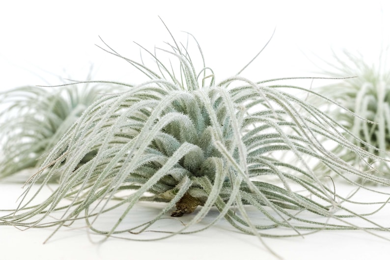 AirPlantSupply Tillandsia Tectorum Air Plant