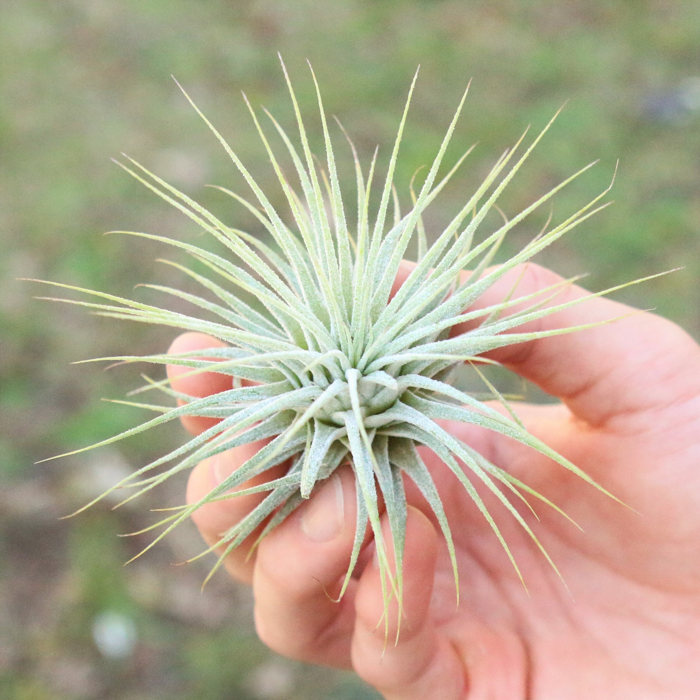 12 Air Plants Wholesale Ionantha Guatemala Air Plant Set Etsy