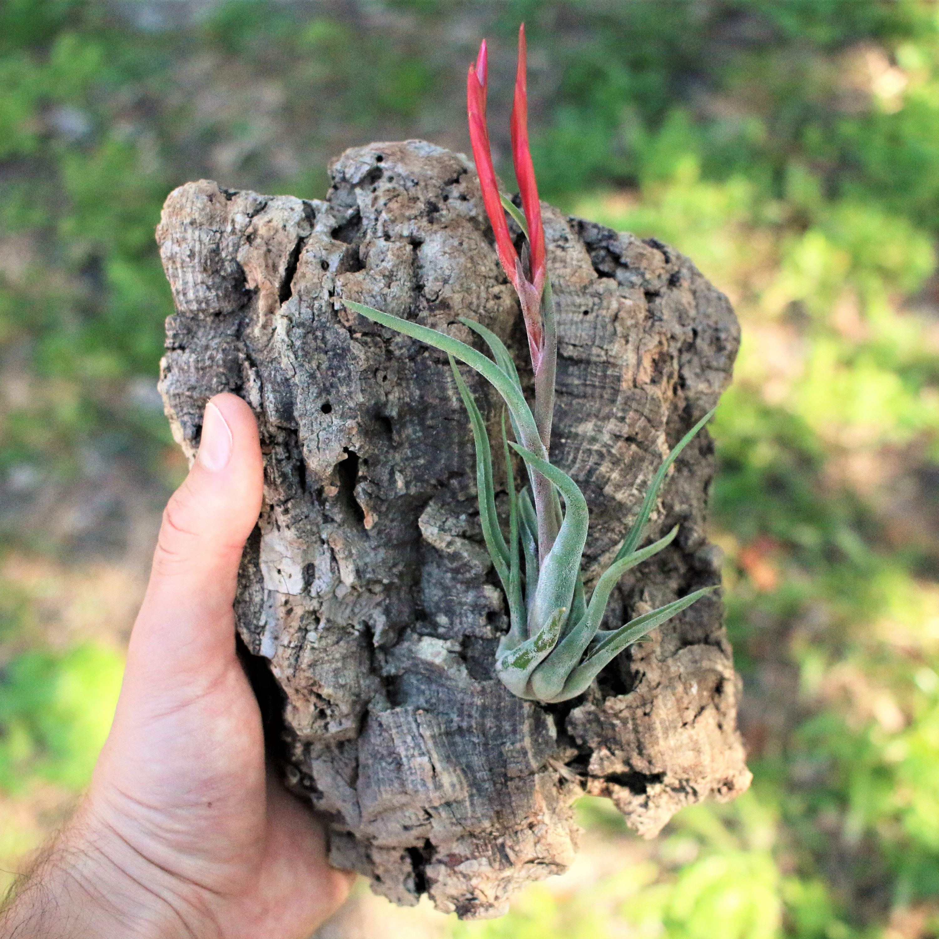 Cork Bark Air Plant Display Natural Cork Bark Measuring in Etsy