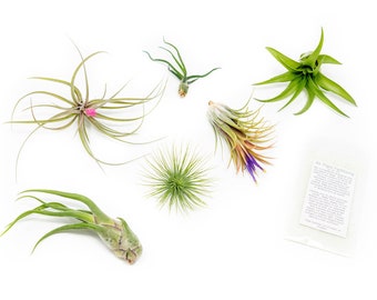 6 Pack - Air Plant Grab Bag - Set of 6 Plants + Air Plant Fertilizer Pack - Fast FREE Shipping - 30 Day Guarantee - Air Plants for Sale
