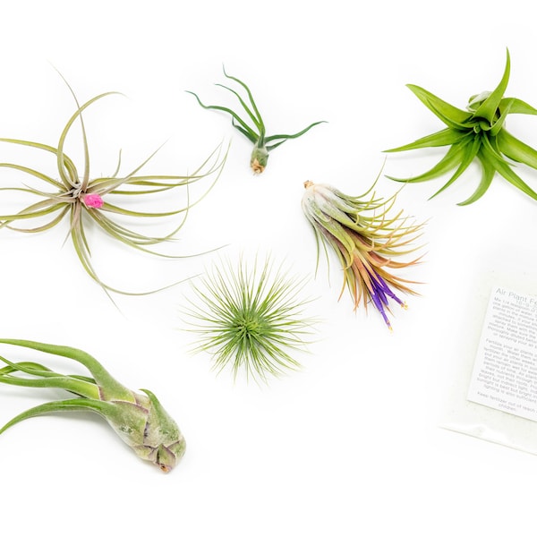 6 Pack - Air Plant Grab Bag - Set of 6 Plants + Air Plant Fertilizer Pack - Fast FREE Shipping - 30 Day Guarantee - Air Plants for Sale