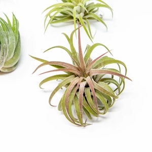 May include: A collection of air plants, also known as tillandsia, in various sizes and colors. The plants are displayed on a white background.