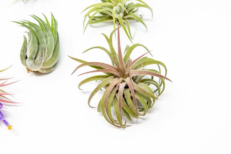 May include: A collection of air plants, also known as tillandsia, in various sizes and colors. The plants are displayed on a white background.