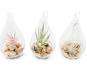 Hanging Air Plant Terrariums -  Set of 3 Airy Teardrop Designs - Fast FREE Shipping - 30 Day Guarantee - Air Plants for Sale