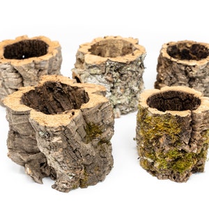 12 Wholesale Natural Cork Bark Planters for Tillandsia Air Plants - Fast FREE Shipping - 30 Day Guarantee