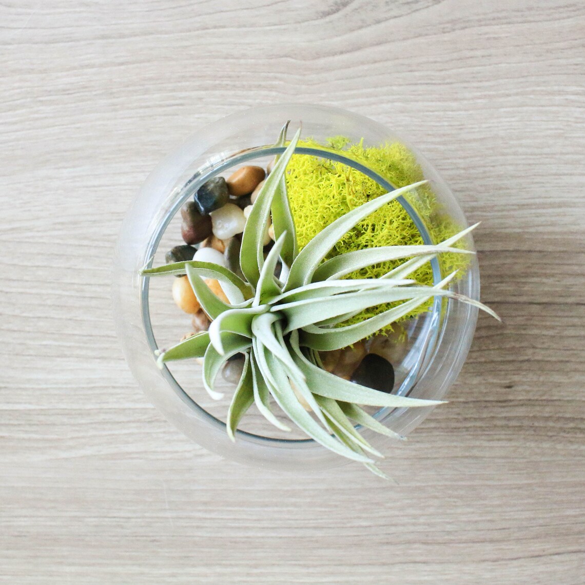 Glass Bowl Terrariums With Air Plants Juncea Etsy