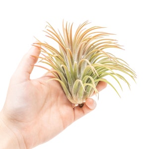 12 Air Plants Wholesale - XL Ionantha Rubra - Set of 12 Air Plants - Fast FREE Shipping - 30 Day Guarantee - Air Plants Bulk