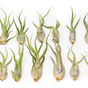 12 Air Plants Wholesale - Caput Medusae Air Plant - Set of 12 Air Plants - Fast FREE Shipping - 30 Day Guarantee - Air Plants Bulk