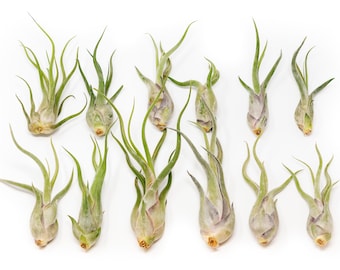 12 Tillandsia Caput Medusae Air Plants - Bulk Price - Fast FREE Shipping - 30 Day Guarantee