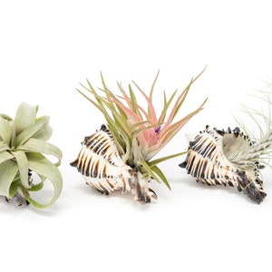 May include: Three air plants in seashells. The air plants are green and pink and are arranged in a row. The seashells are white with black stripes.