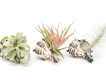 Trio of Black Murex Shells with Tillandsia Air Plants - Fast FREE Shipping - 30 Day Guarantee - Set of 3, 6, or 9 - Air Plant Display Holder