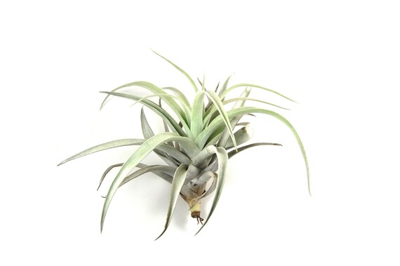 5 Pack Large Air Plants Harrisii Air Plants Big 5 To 7 Etsy 5 Pack Large Air Plants Harrisii Air Plants Big 5 To 7 Etsy