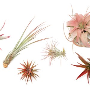 May include: Six air plants of different varieties and colors, including pink, green, and red, are arranged on a white background.