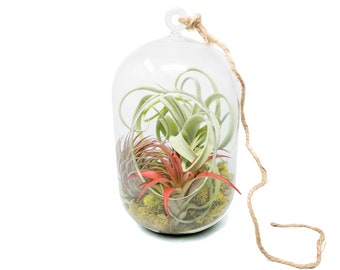 Capsule Terrarium with Moss and Tillandsia Air Plants - FREE SHIPPING - Large Air Plant Terrarium