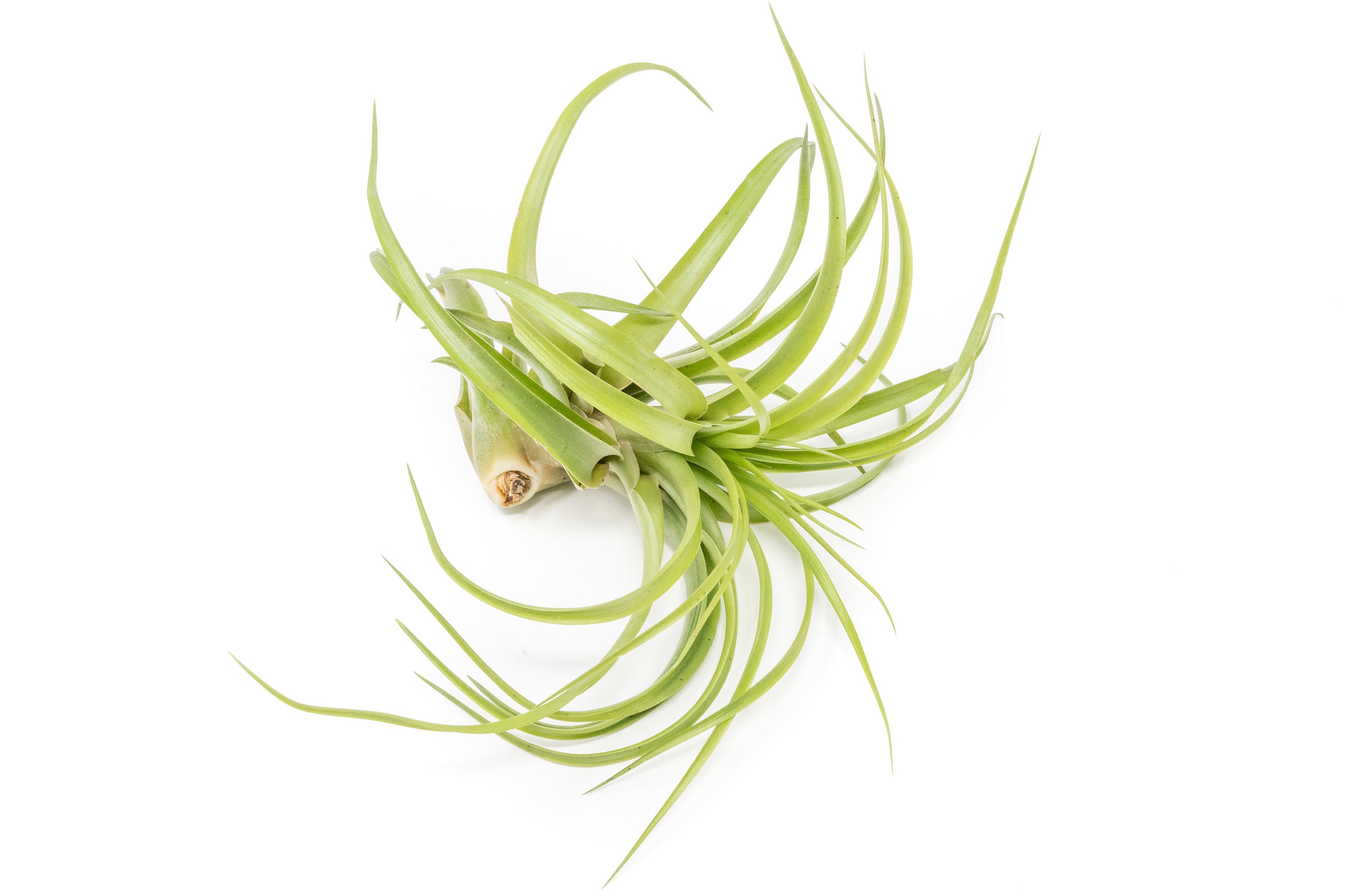 Air Plant - XL Green Abdita Brachycaulos Air Plants - Value Pack ...