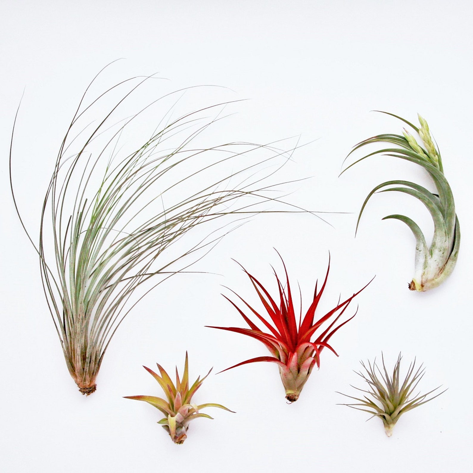 48 Air Plants Wholesale ReSeller Pack Set of 33 Large Etsy