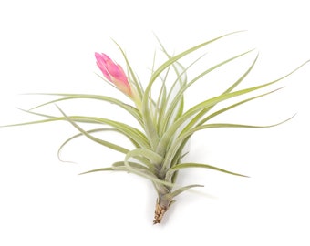 5 Pack - LARGE Air Plant - Stricta Softleaf - Set of 5 - Fast FREE Shipping - 30 Day Guarantee - Air Plants for Sale