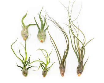 6 Pack Tillandsia Air Plants Wild Things Collection - 30 Day Guarantee