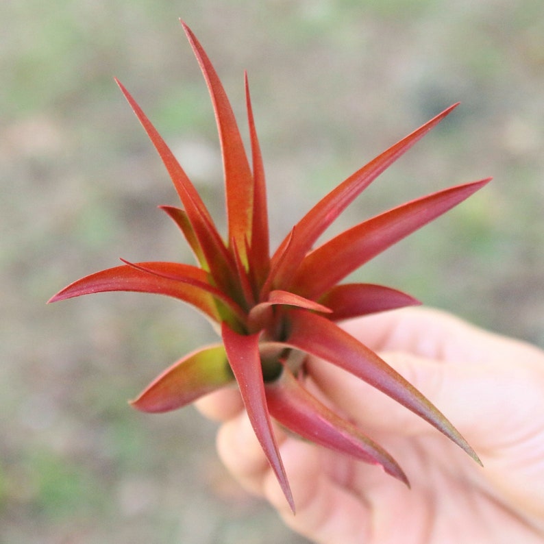 Packs of 25, 50, 75, or 100 Air Plants Wholesale Red Abdita Air Plant Fast FREE Shipping 30 Day Guarantee Air Plants Bulk image 4