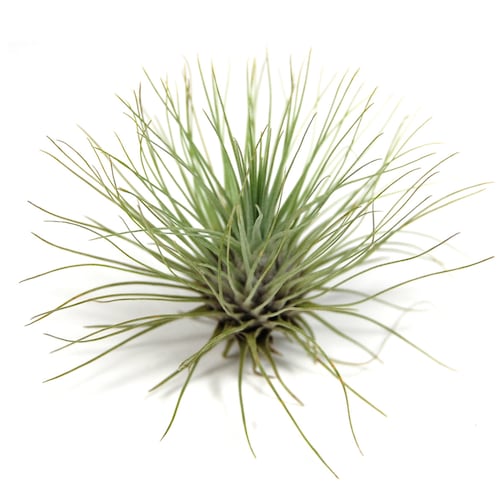 5 Pack Air Plant Elegant Collection Set of 5 Plants 1 Etsy