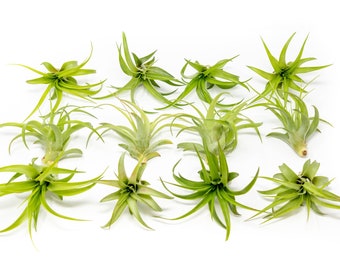 12 Air Plants Wholesale - Green Abdita Air Plant - Set of 12 Air Plants - Fast FREE Shipping - 30 Day Guarantee - Air Plants Bulk