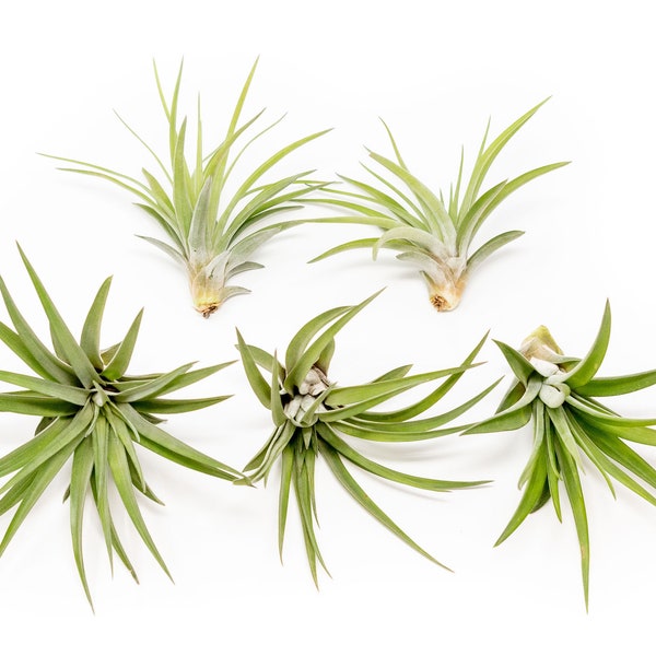 5 Pack - Air Plant - Velutina Air Plants - Set of 5 - Fast FREE Shipping - 30 Day Guarantee - Air Plants for Sale