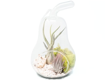 Pear Terrarium with Pebble Kit and Tillandsia Air Plants - FREE SHIPPING - Large Air Plant Terrarium