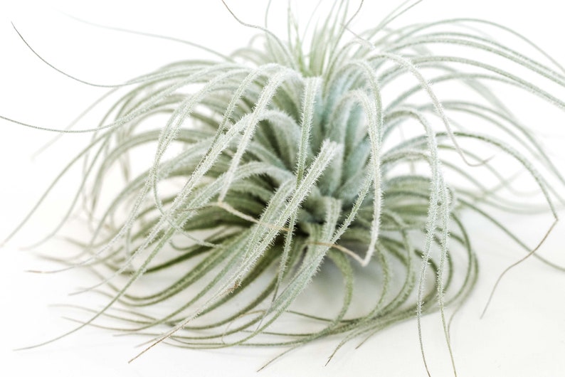 AirPlantSupply Tillandsia Tectorum Air Plant - Thumbnail 3