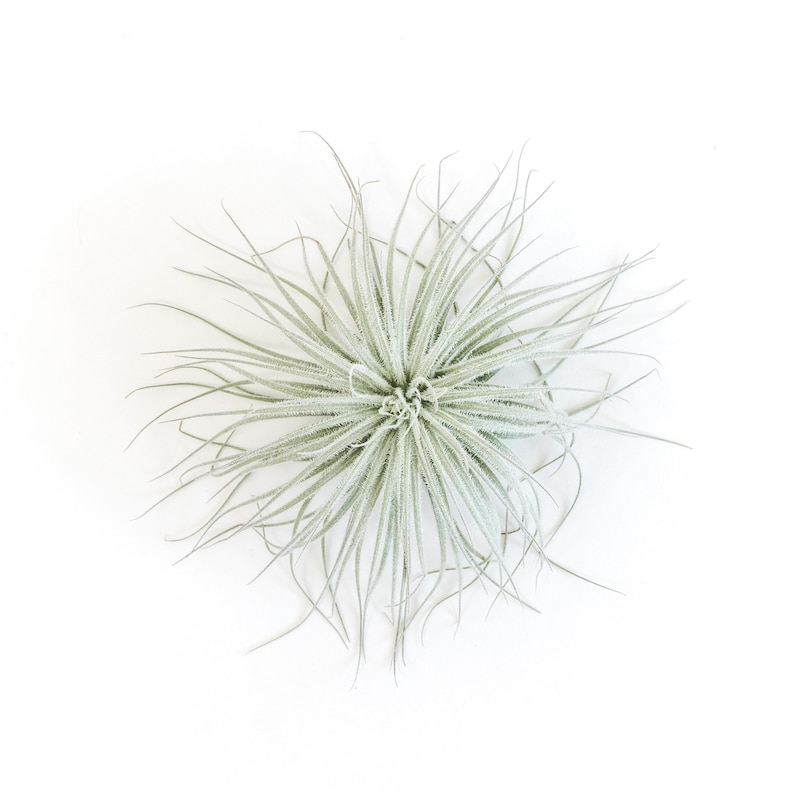 Tillandsia Tectorum Ecuador Air Plants - Thumbnail 5