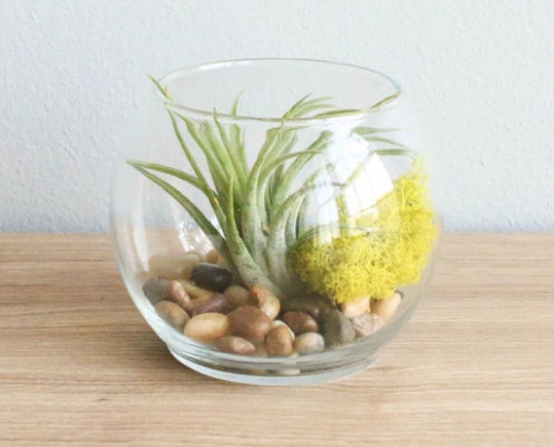 12 Air Plant Terrariums Air Plants in Glass Terrariums Etsy