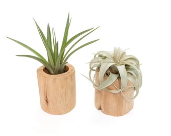 Set of 2 Driftwood Air Plant Containers with Custom Air Plants - Fast FREE Shipping - 30 Day Guarantee - Air Plant Holder