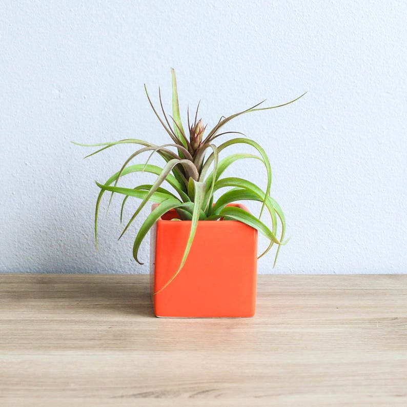 Air Plant Supply Co. Signature Air Plant Containers with Air Etsy