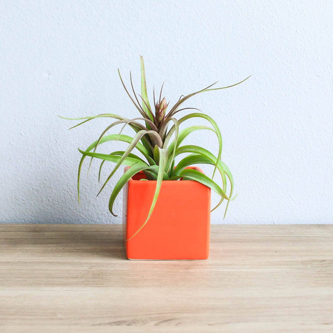 Air Plant Supply Co. Signature Air Plant Containers With Air Etsy