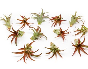 Tillandsia Red Abdita Air Plants - Set of 12 - Wholesale