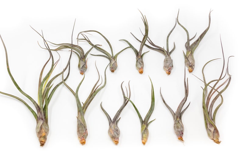 AirPlantSupply Tillandsia Baileyi Air Plant - Thumbnail 2