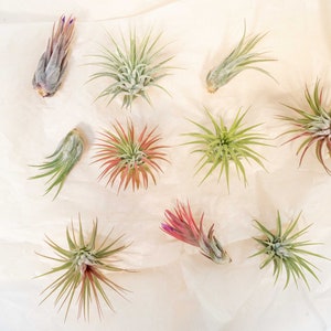 thumbnail image 2 of 10 Pack Premium Air Plant Mix – Healthy Tillandsia, Indoor/Outdoor, Air Purifying 2 of 4