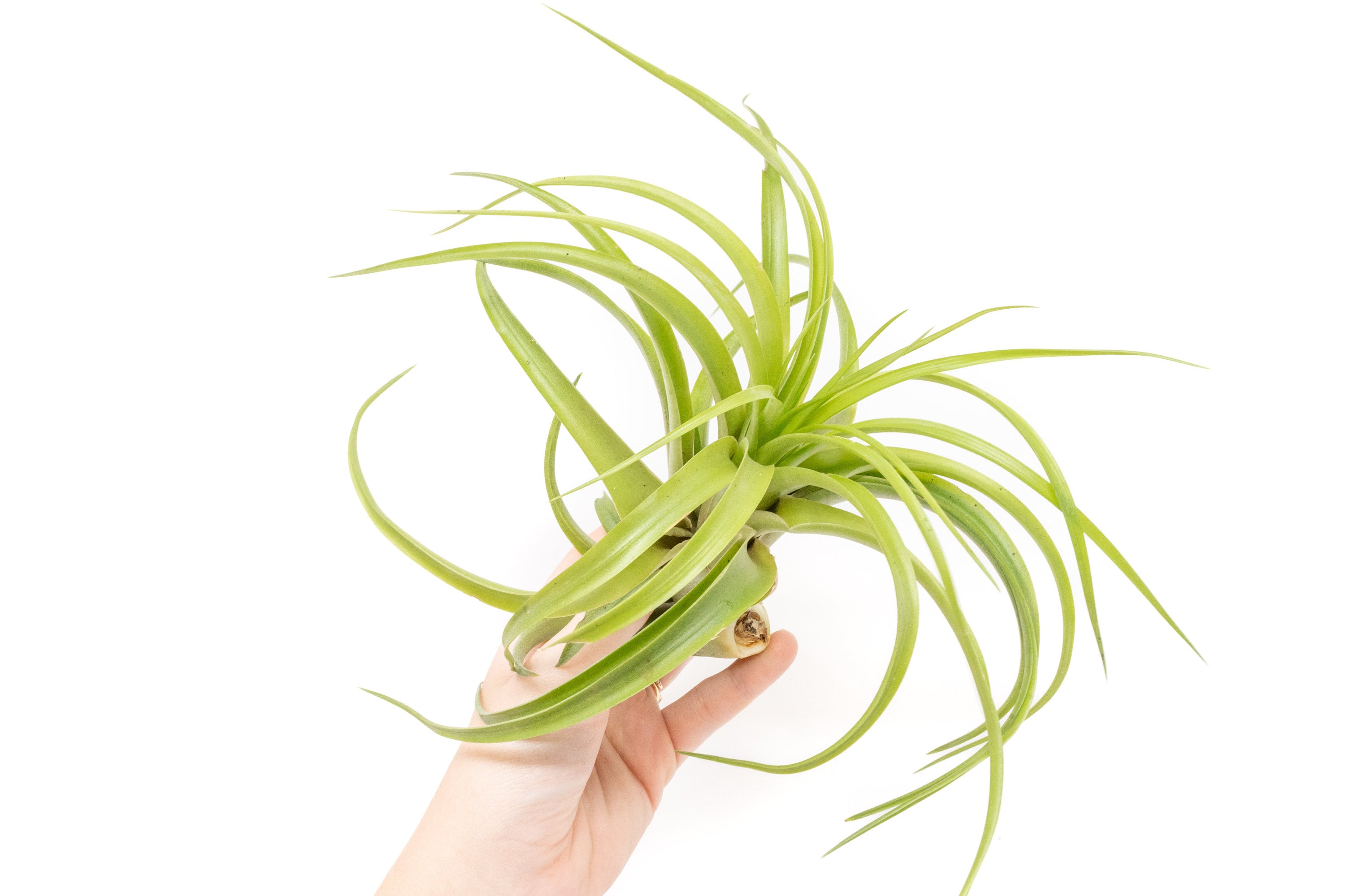 Air Plant - XL Green Abdita Brachycaulos Air Plants - Value Pack ...