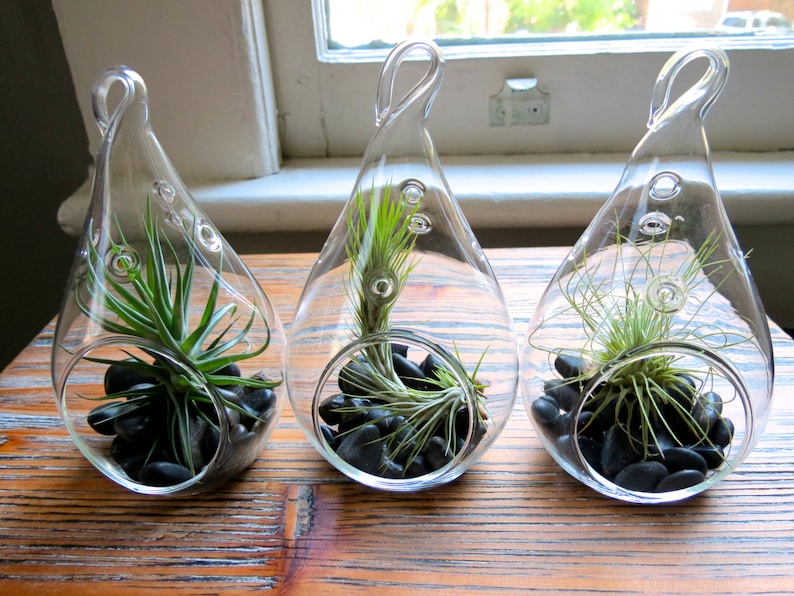 Fast FREE Shipping Set of 3 Funky Teardrop Designs 30 Day Guarantee Hanging Air Plant Terrariums Air Plants for Sale