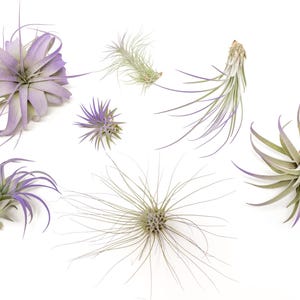 May include: A collection of seven air plants, also known as tillandsia, in various sizes and colors. The plants are arranged on a white background.