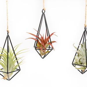 May include: Three hanging air plant holders with geometric black metal frames and natural twine. Each holder contains a different air plant, with green, red, and gray-green foliage. The plants are suspended against a white background.