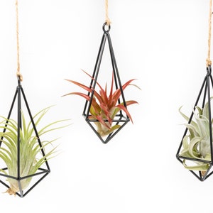 Hanging Air Plant Container - Metal Pendants with Air Plants - Fast FREE Shipping - 30 Day Guarantee - Air Plant Holder